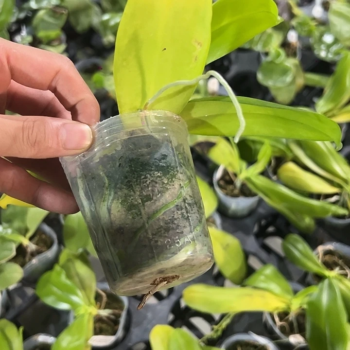 完全开放2.5寸杯盲盒进口蝴蝶兰6颗