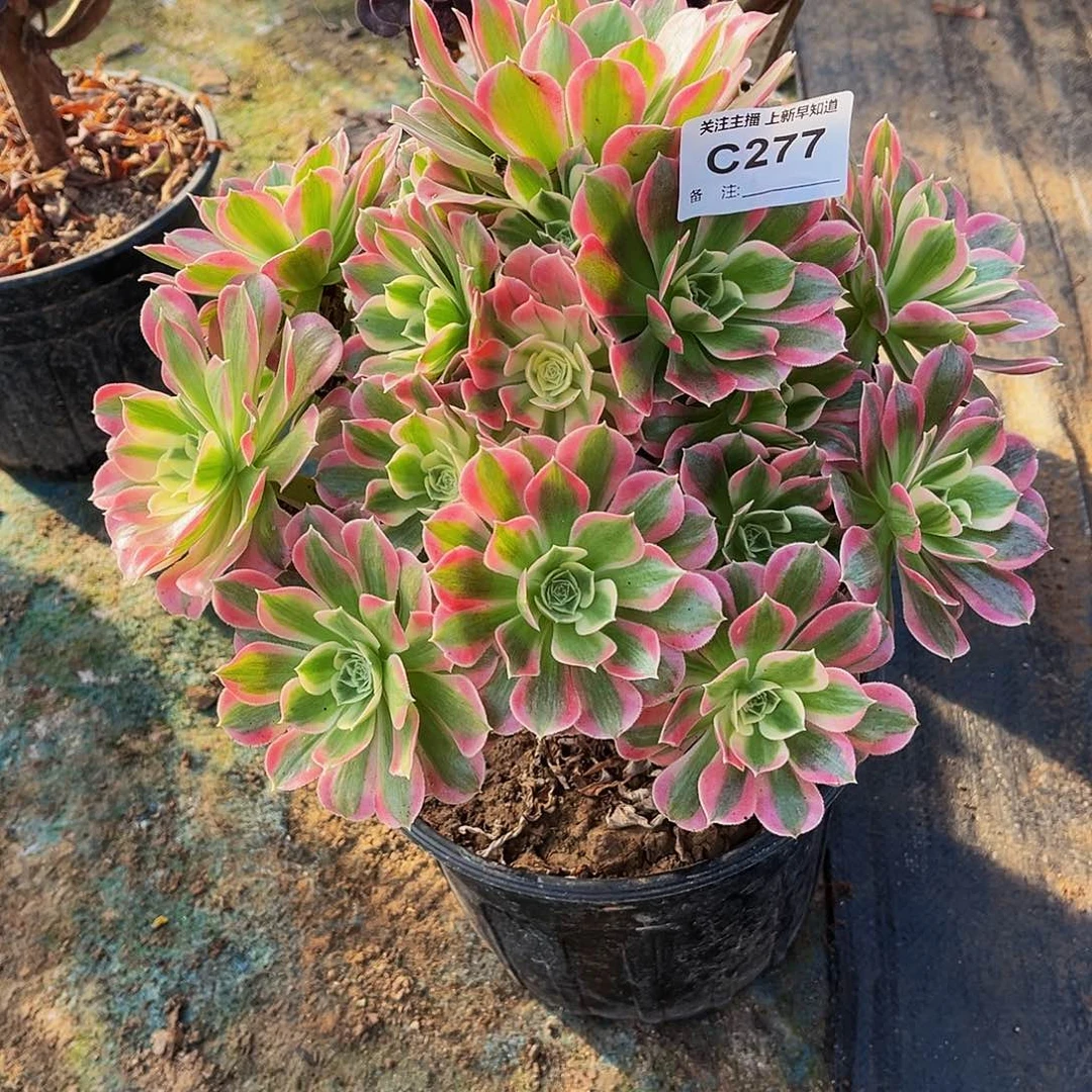 多肉植物277白凤