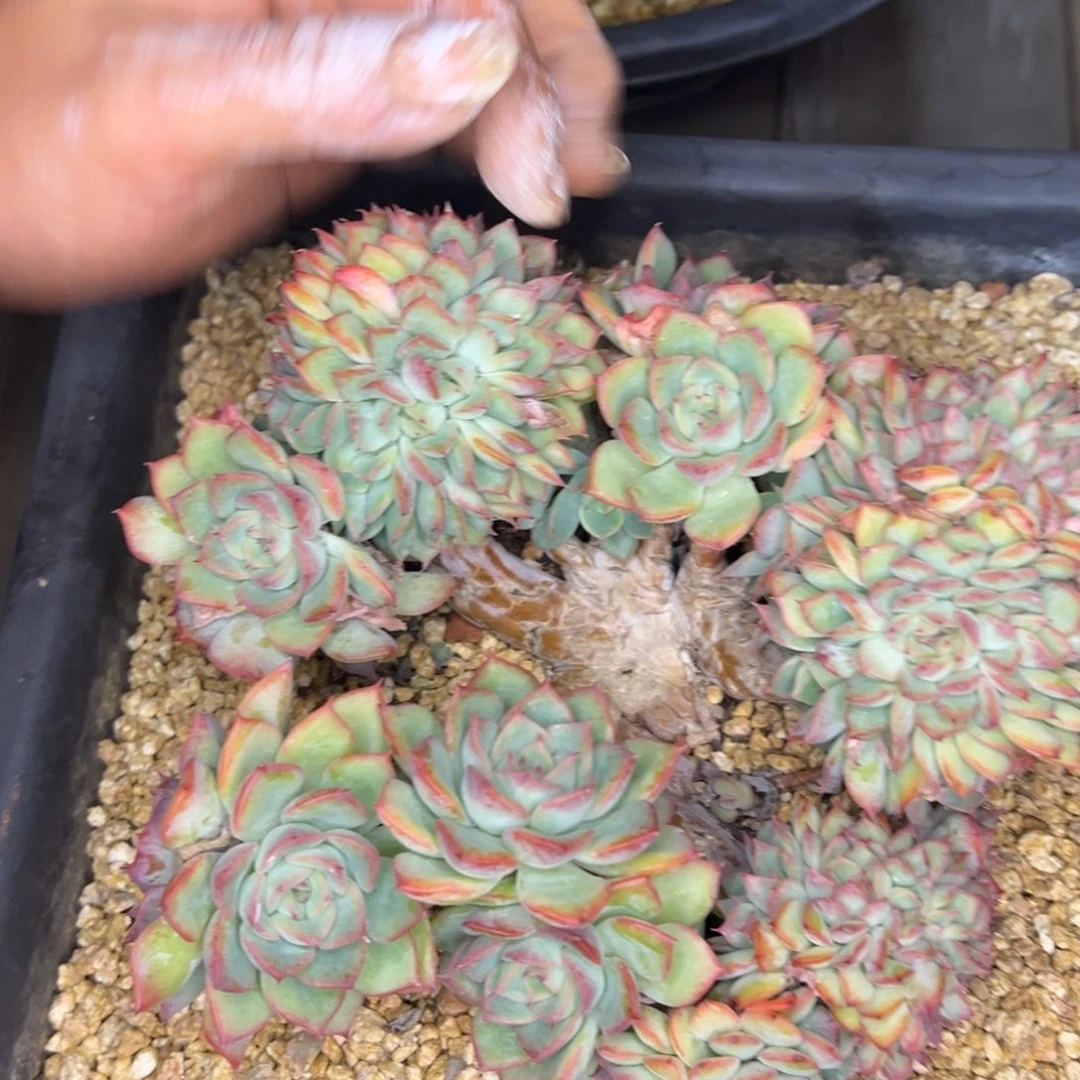 心***情820///////////////////