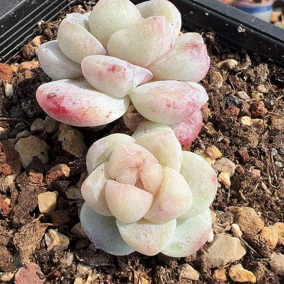 橙*橙子专拍石化老桩，1170