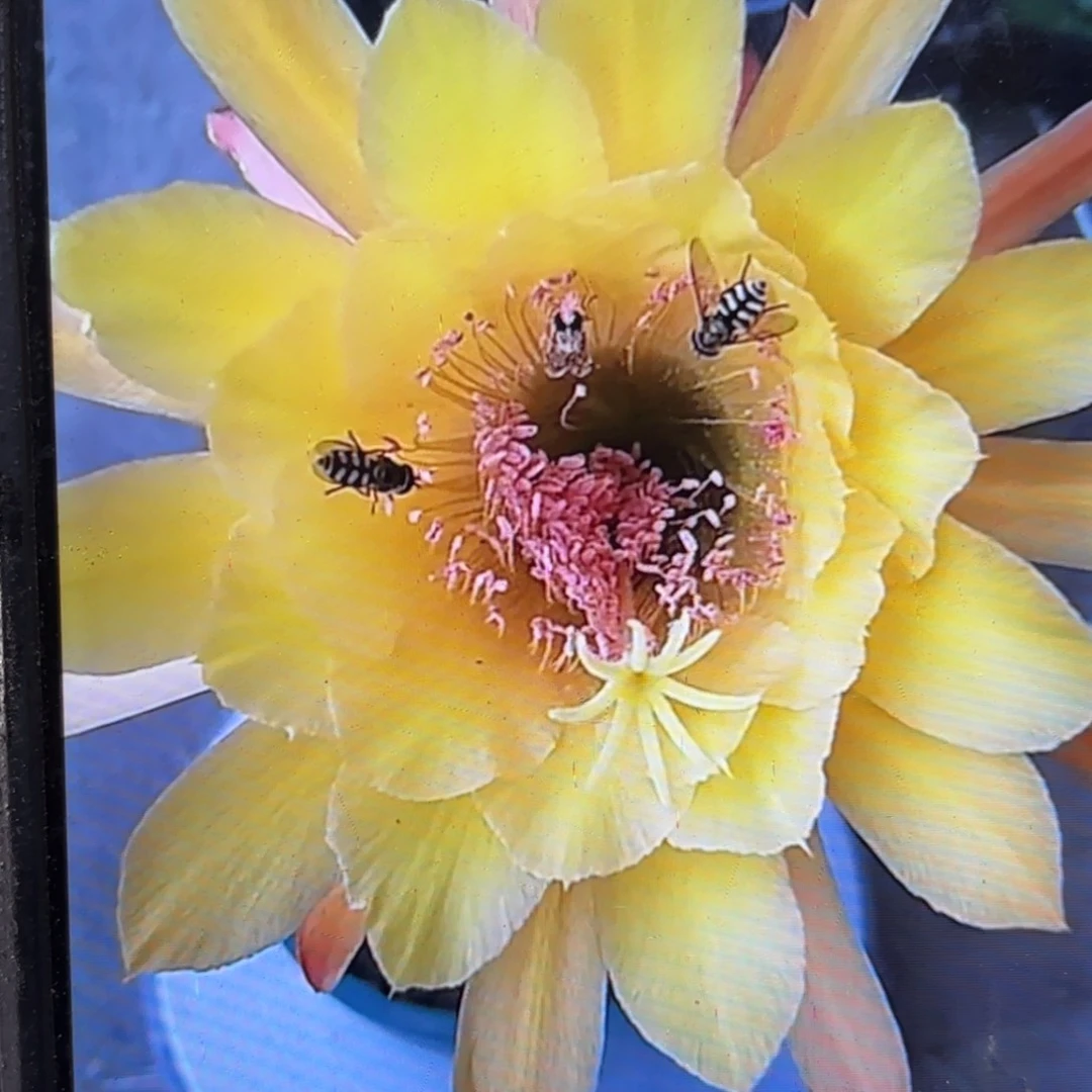 皇冠金妞侧牙20包邮12