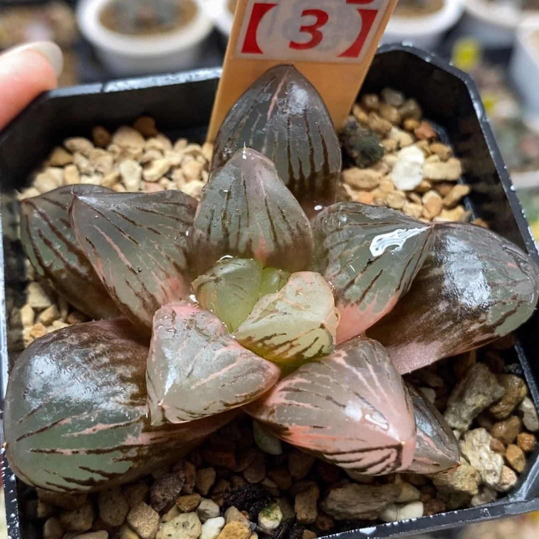59玉潭锦一物一拍