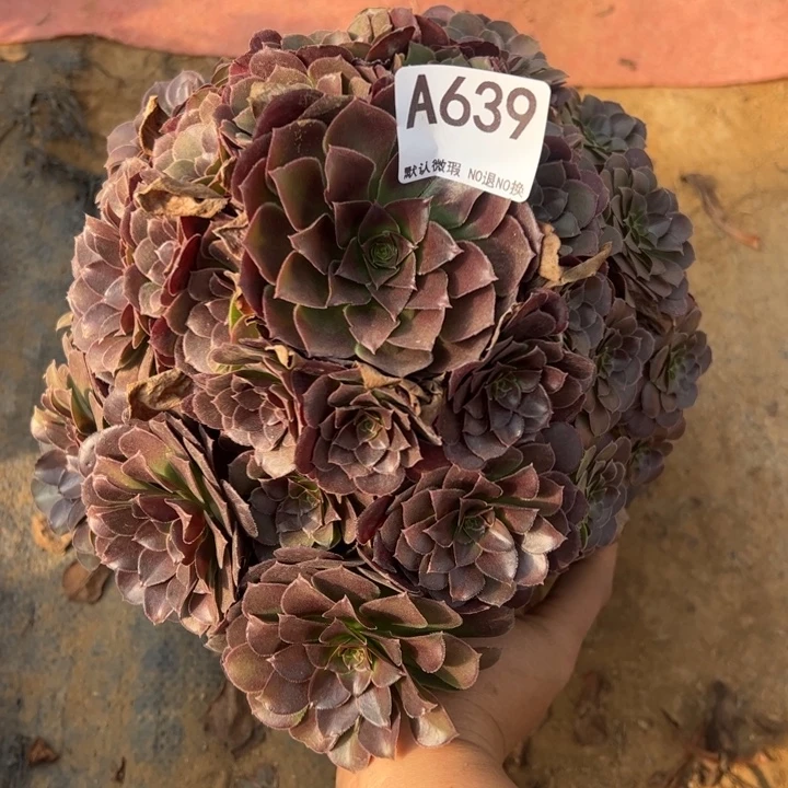 荷兰玫瑰多肉植物639