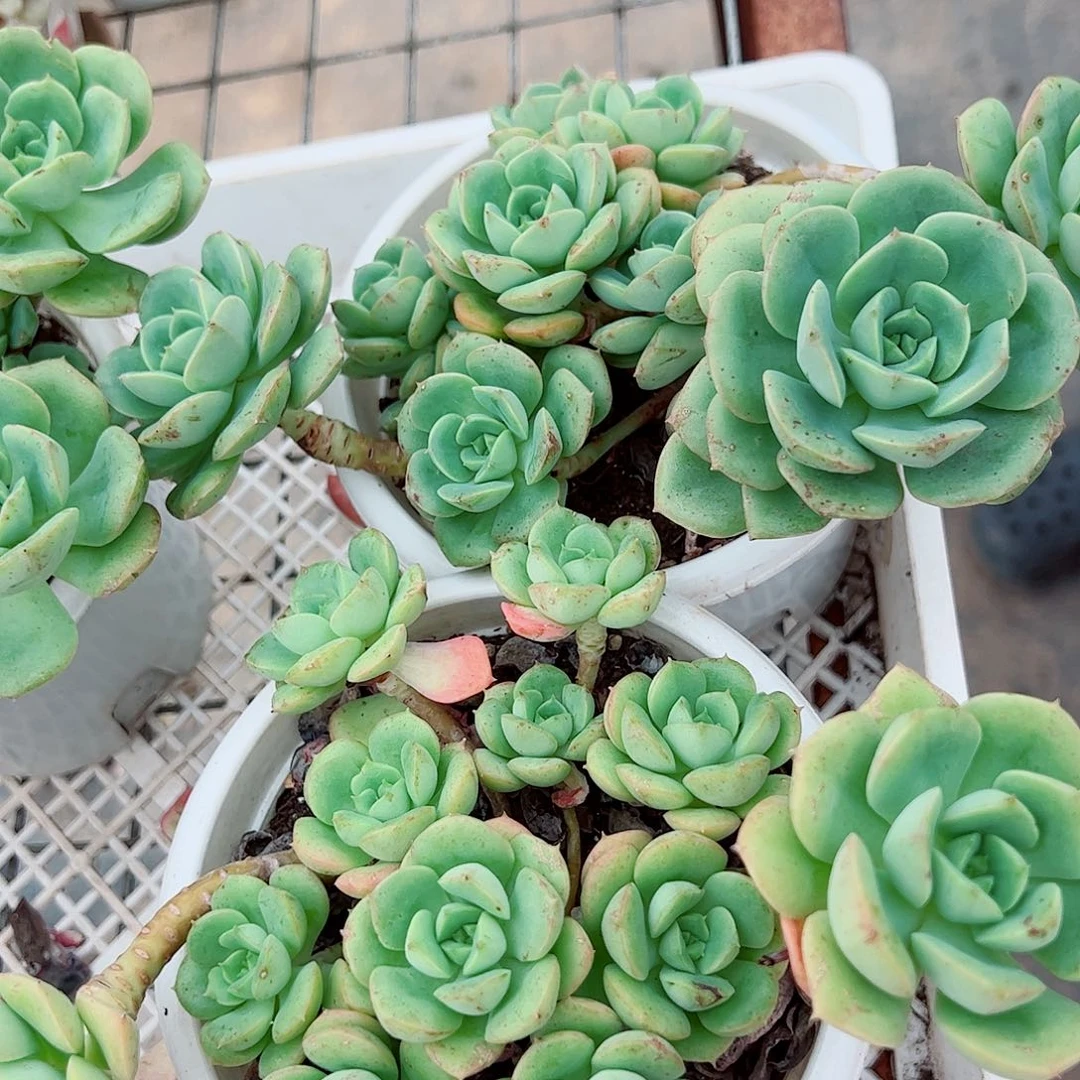 尼可莎拉玫瑰多头群生