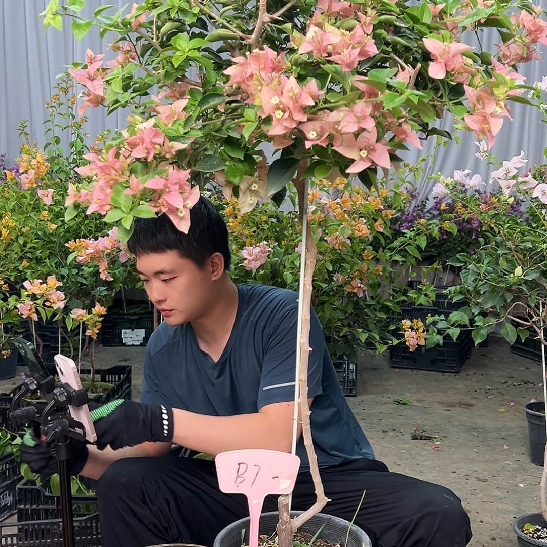 温***季当前无花栽培后可以开花B7卡亚塔