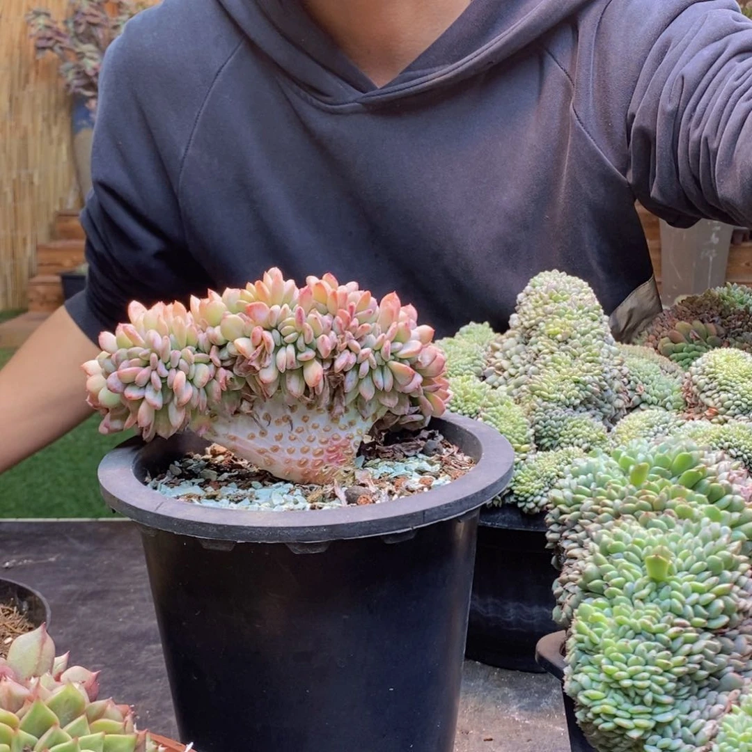 徽****云C191号玛瑙缀多肉