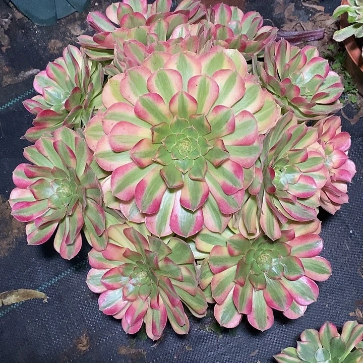 多肉植物保护研究所