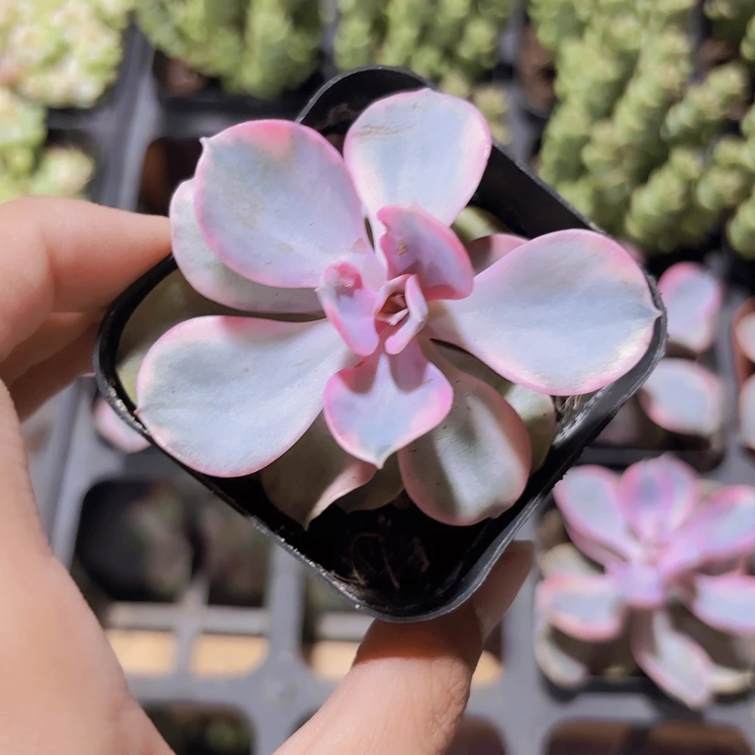 精品彩虹多肉植物