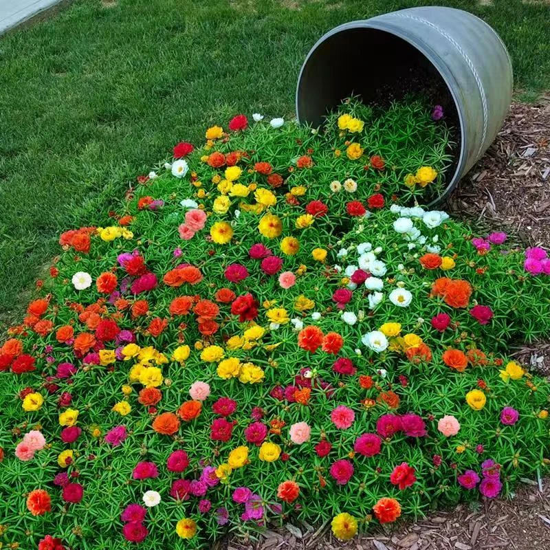 耐热太阳花阳台带土带根【重瓣混色】宿根花卉庭院基地苗好养