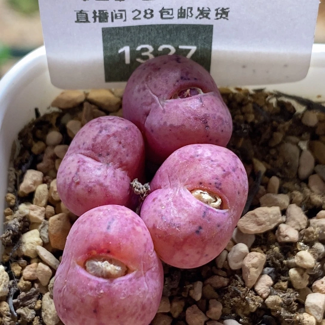 好看好看好看的伍斯特