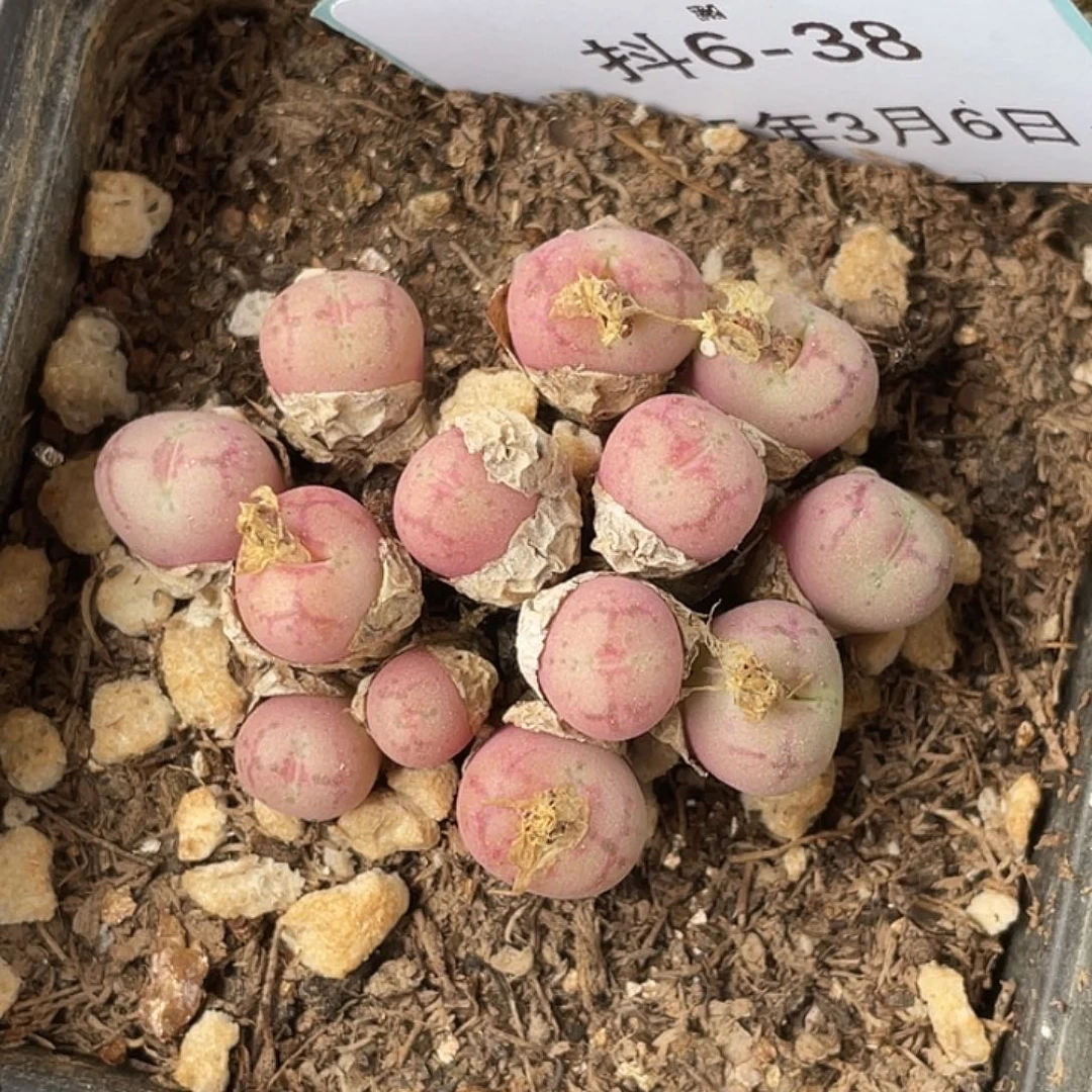 6-38肉锥多肉植物