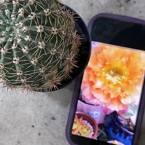 香槟彩孤品仙人球x157890