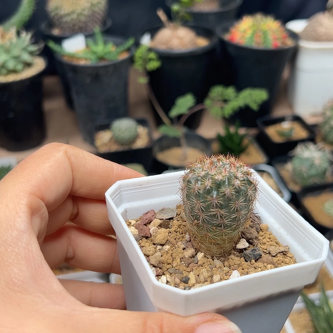 桃鬼丸实生球一颗