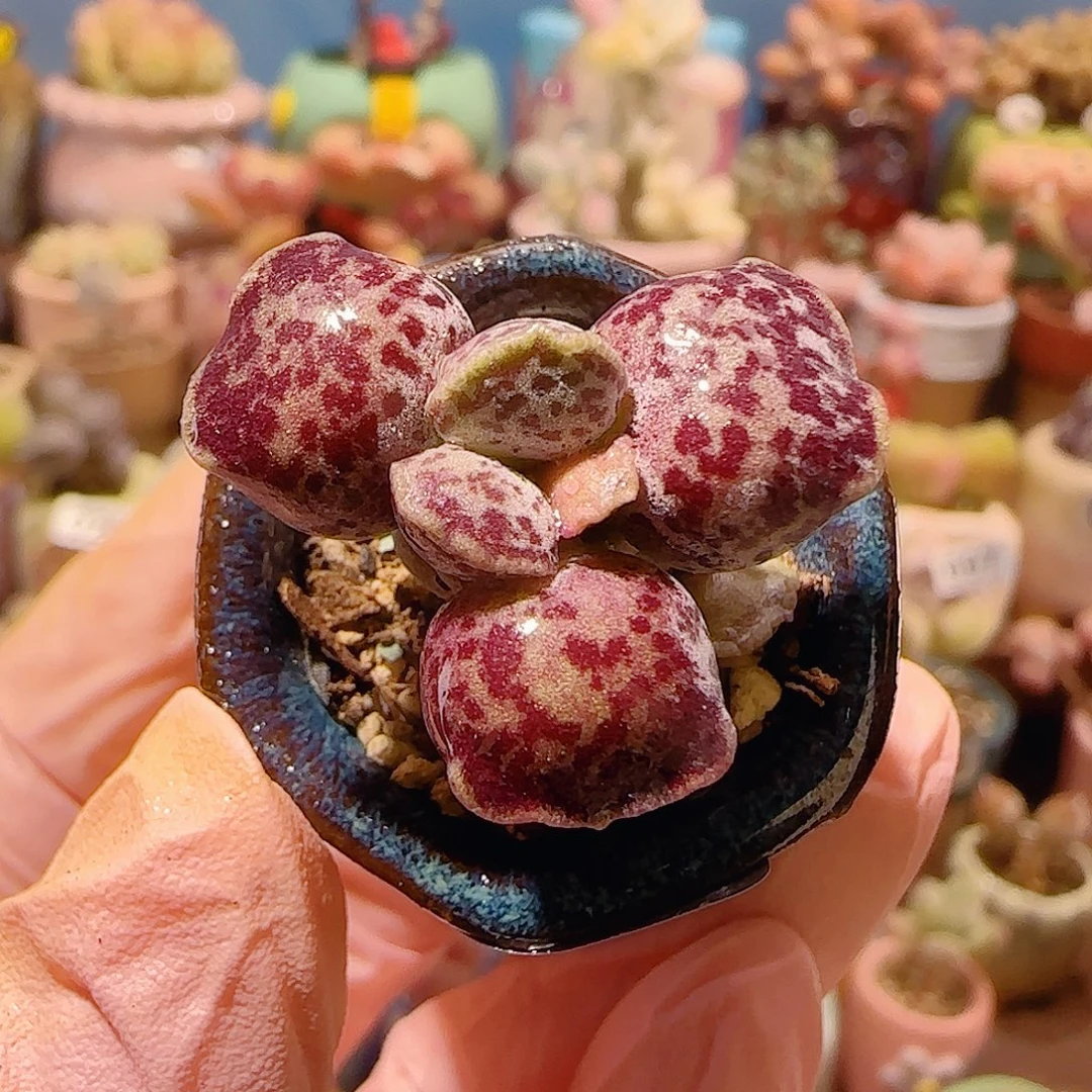 T可爱粉丸盆口2.5cm