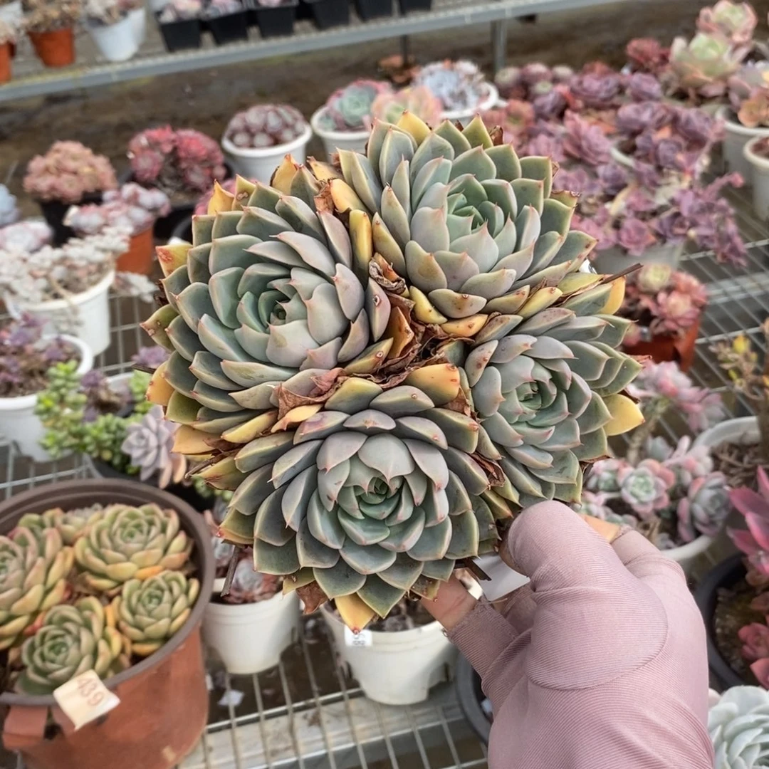 6270玫瑰夫人一物一拍