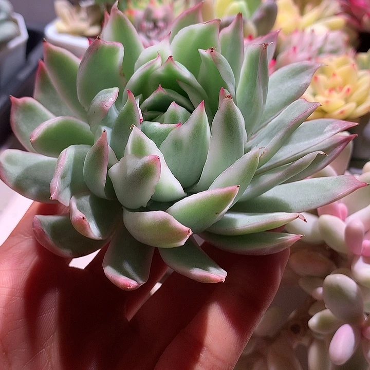 冰边宝莲灯锦锦锦