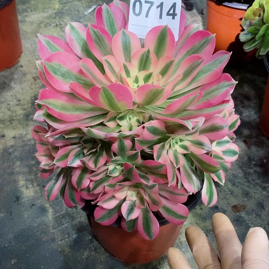 红陶0714女巫3多肉