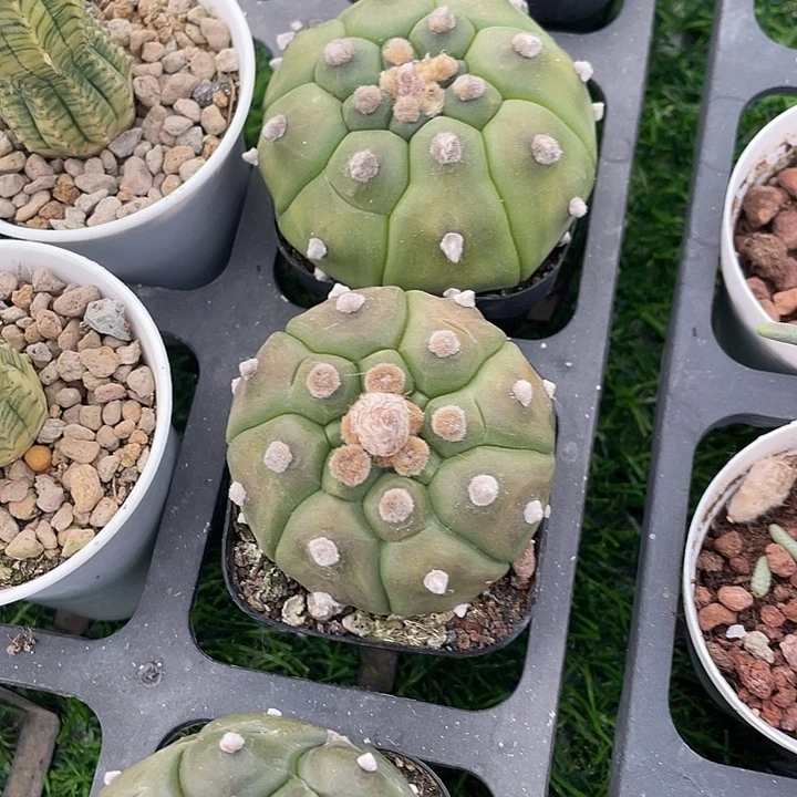 单头龟甲兜满25包邮