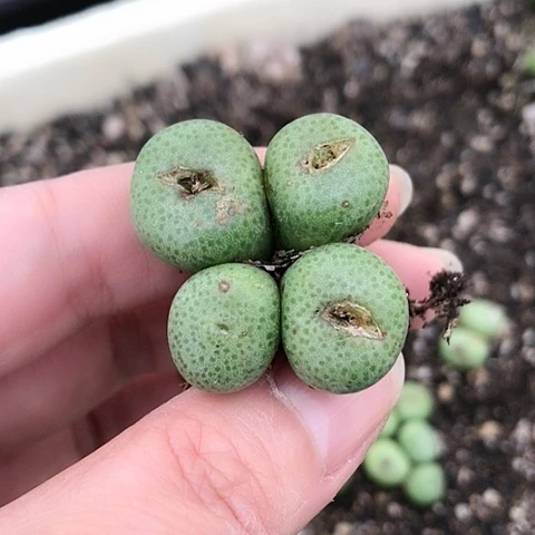 雪**瑰多肉肉锥 紫花青团