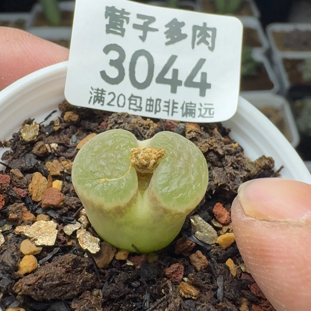 克里普兰            脱土