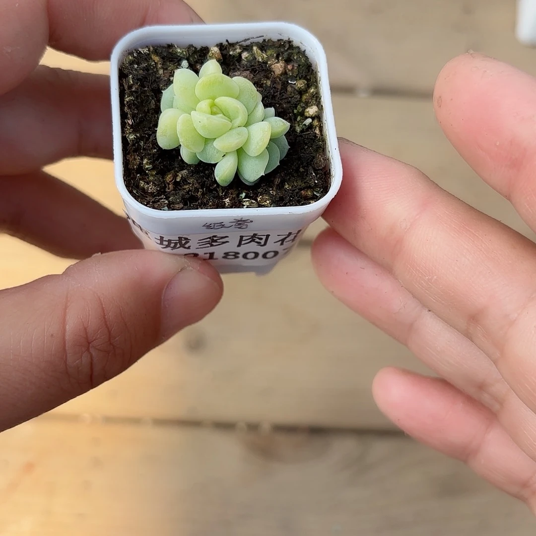 0218-007纸鸢多肉