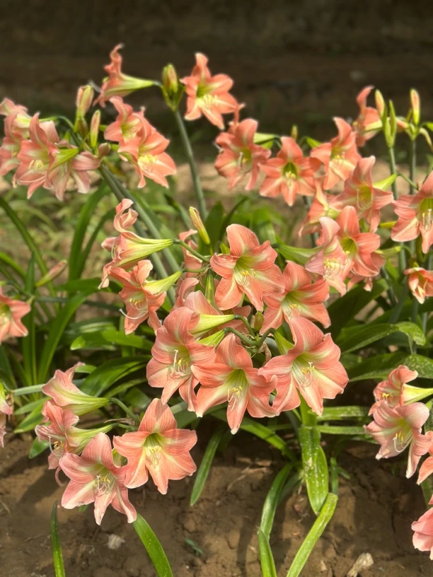 小型朱顶红华美，开花球规格，目前正在开花，默认花后球剪花剑发货。