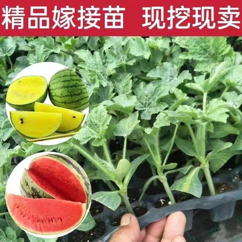 嫁接西瓜苗8424麒麟瓜早熟南方秧春季种植耐旱盆栽地栽西瓜苗秧苗