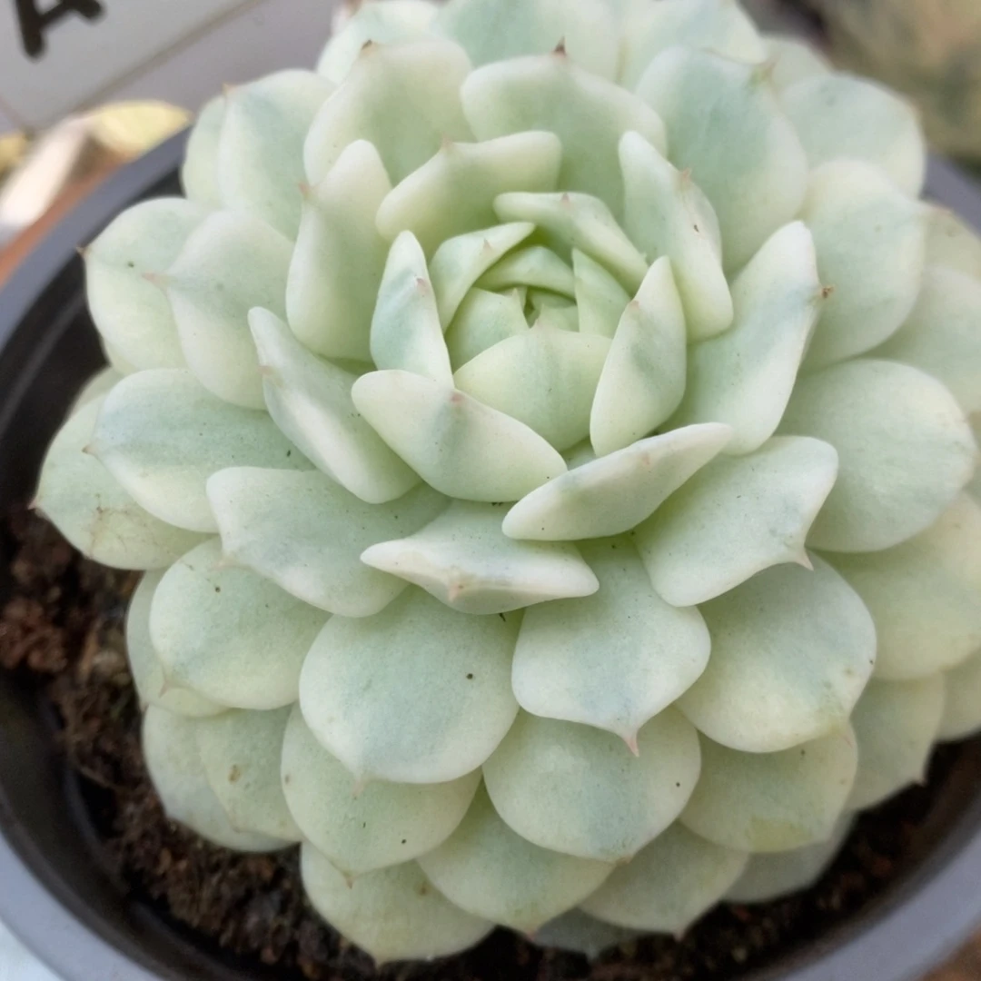 393静夜锦锦锦锦锦锦