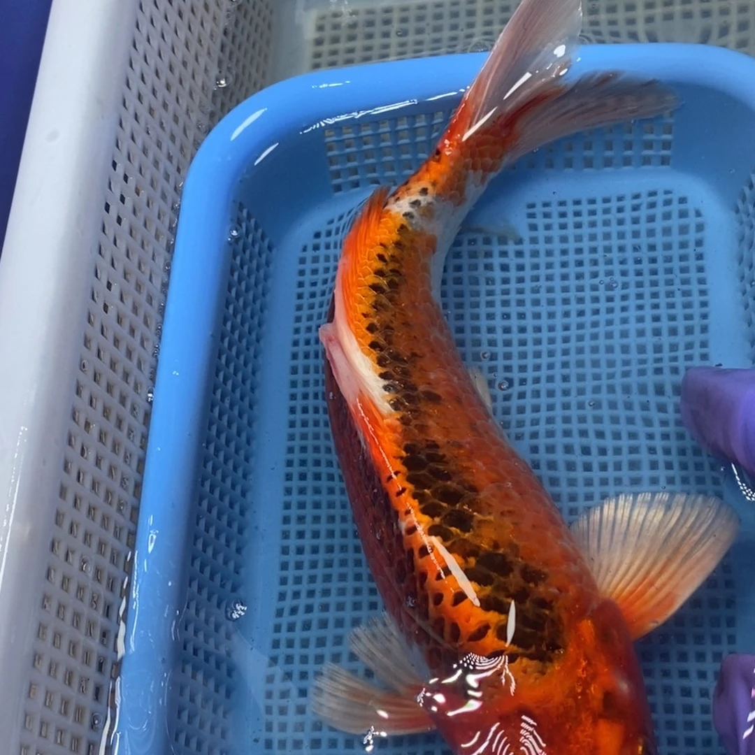 锦鲤冷水锦鲤包邮