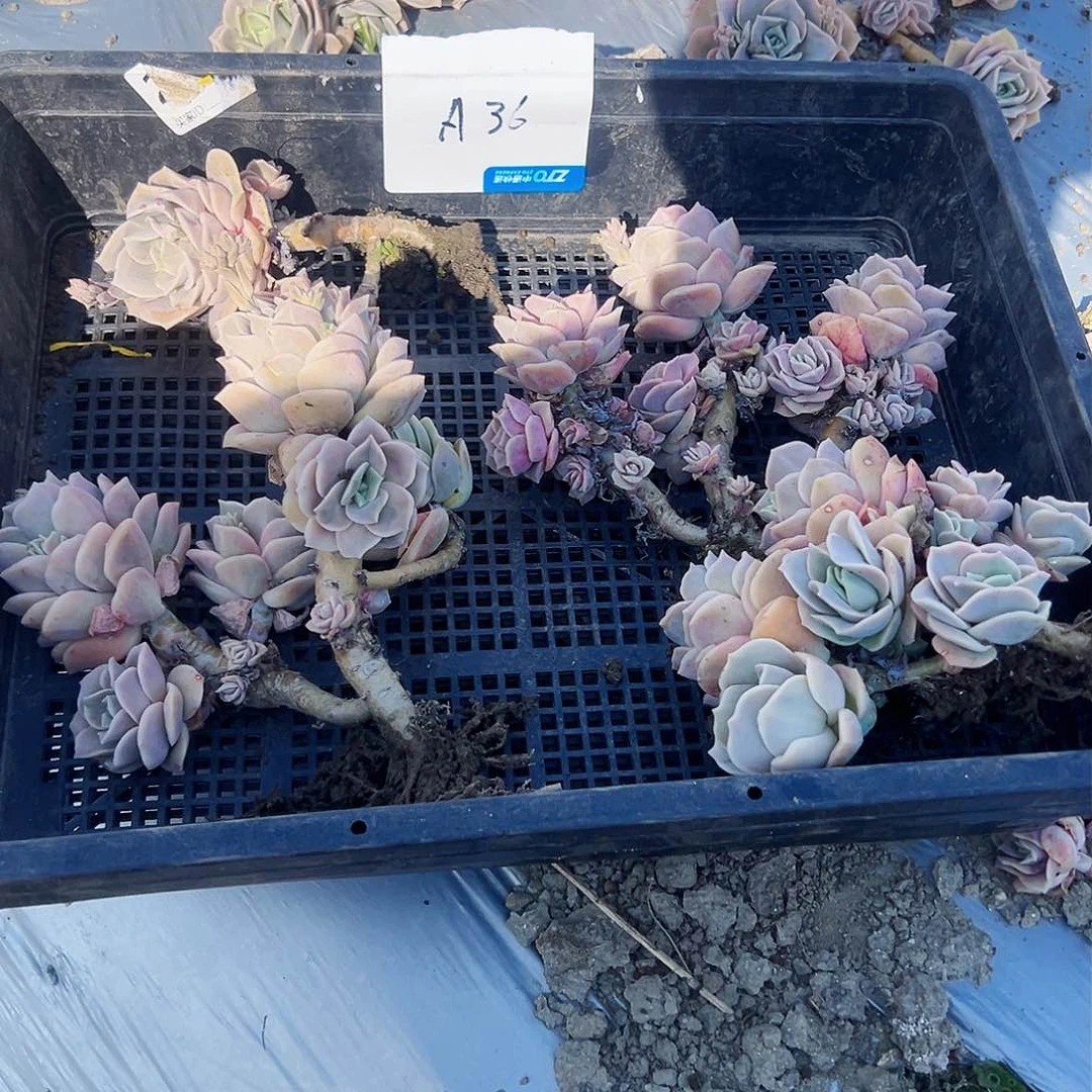 萌*a36不售后4颗