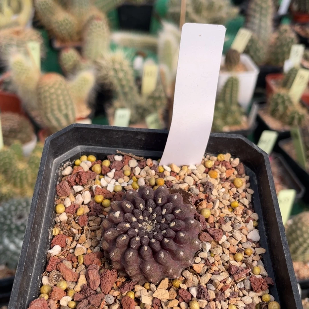 鹿角柱实生仙人球黑罗汉