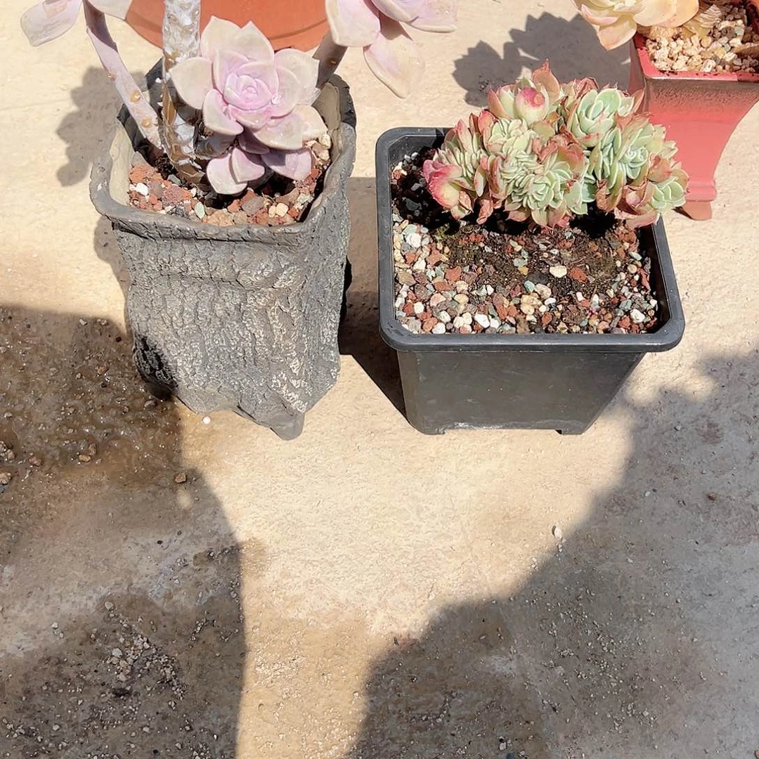 睡****.紫乐艾斯梅拉达多肉植物脱土