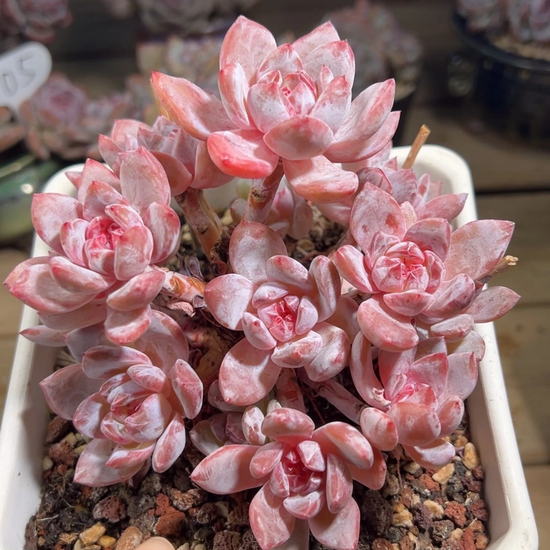 十四头粉紫哈哈哈