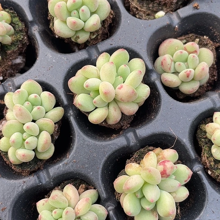 绿豆奶发3颗满18包邮