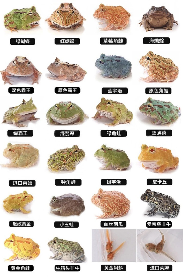 南美角蛙活体宠物