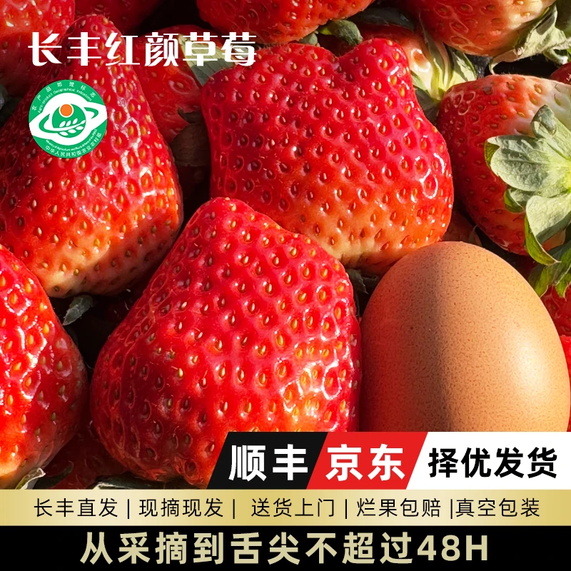 长丰草莓红颜奶油99草莓顺丰包邮新鲜采摘