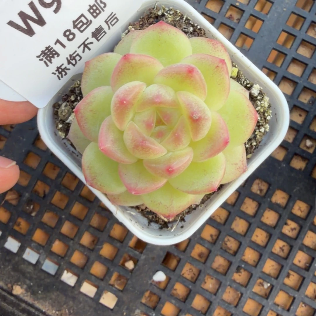 91东篱下多肉植物哈哈哈91