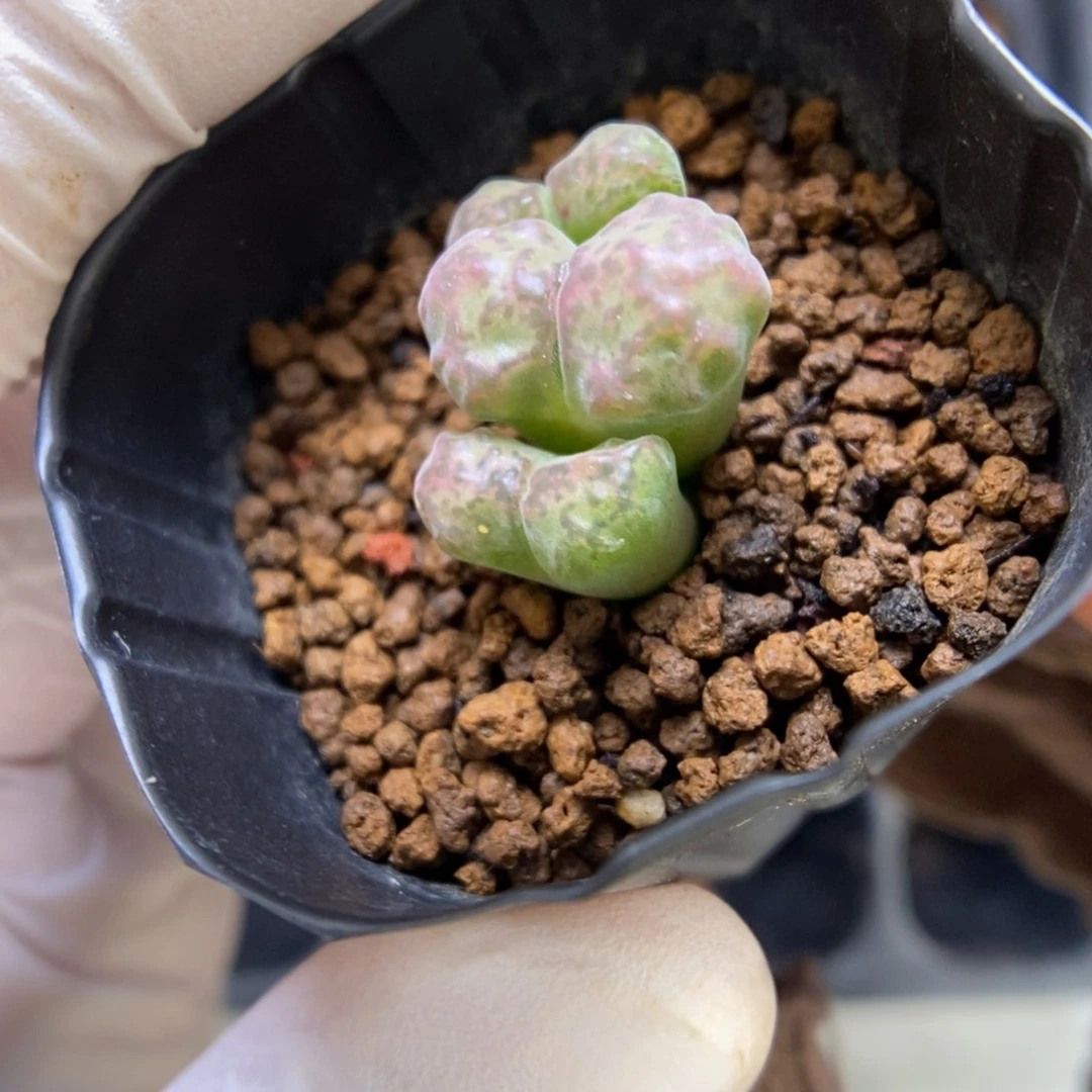 多肉植物肉锥杂交K-2768 风铃安贞杂