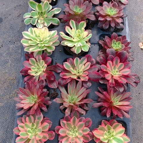 519单头21棵多肉植物