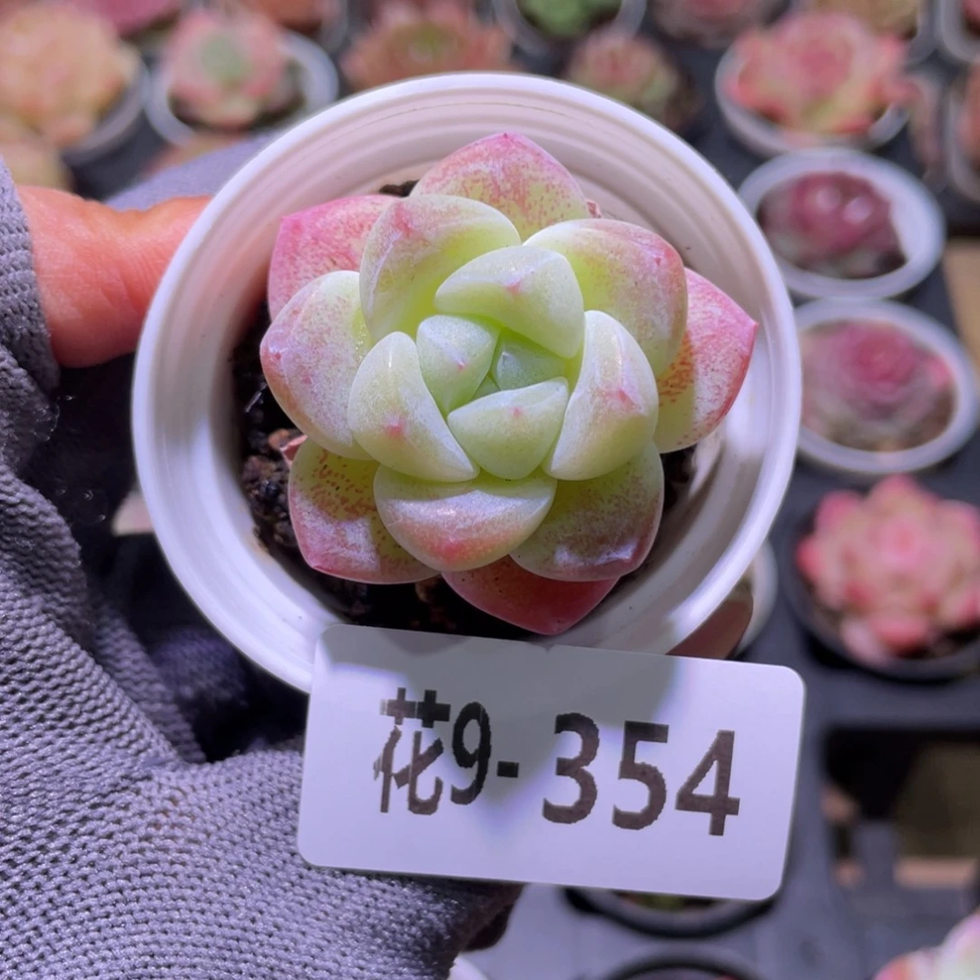 花利美9-354冰玉