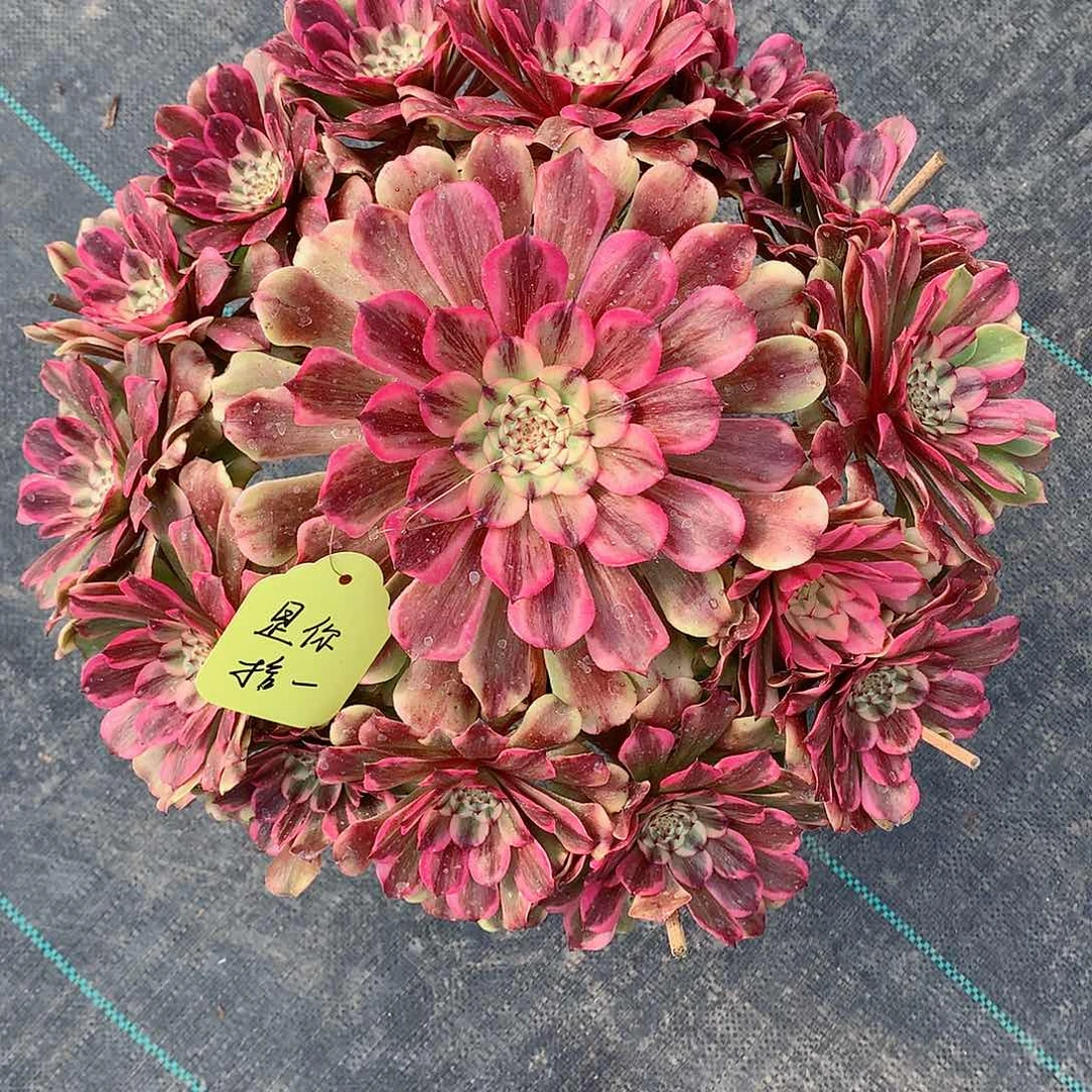 是**一佳丽多肉植物