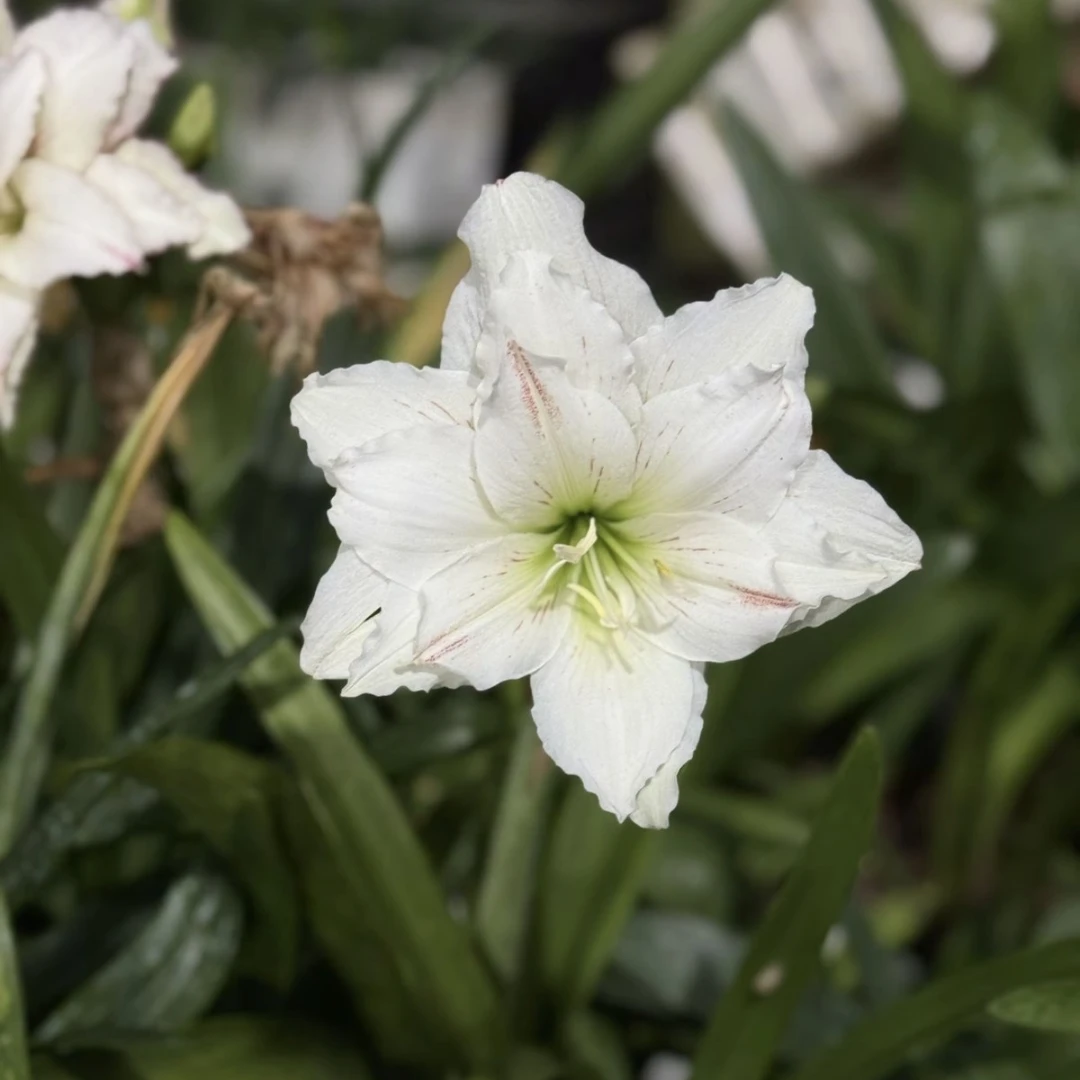 朱顶红-青花瓷6.5cm带8侧，已开花对版，不包后期养护