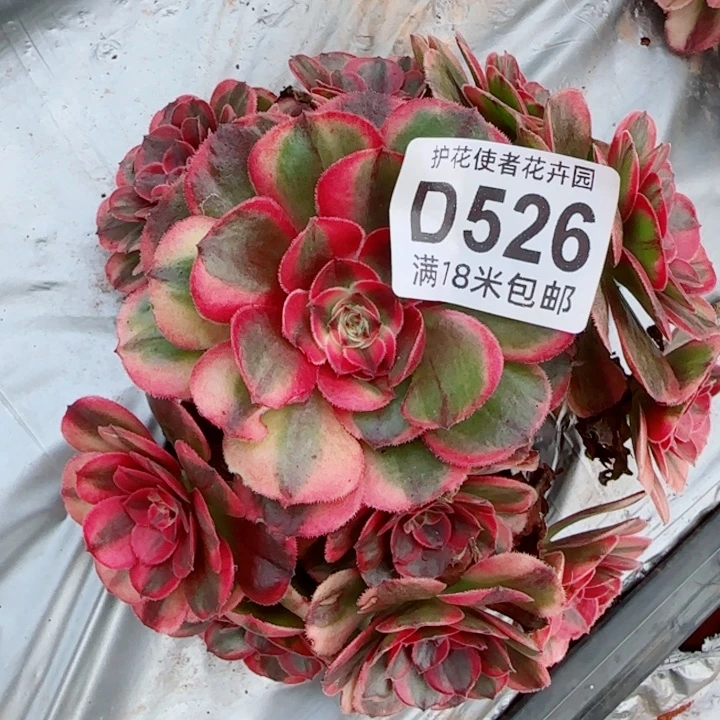 多肉法师海神号朵朵