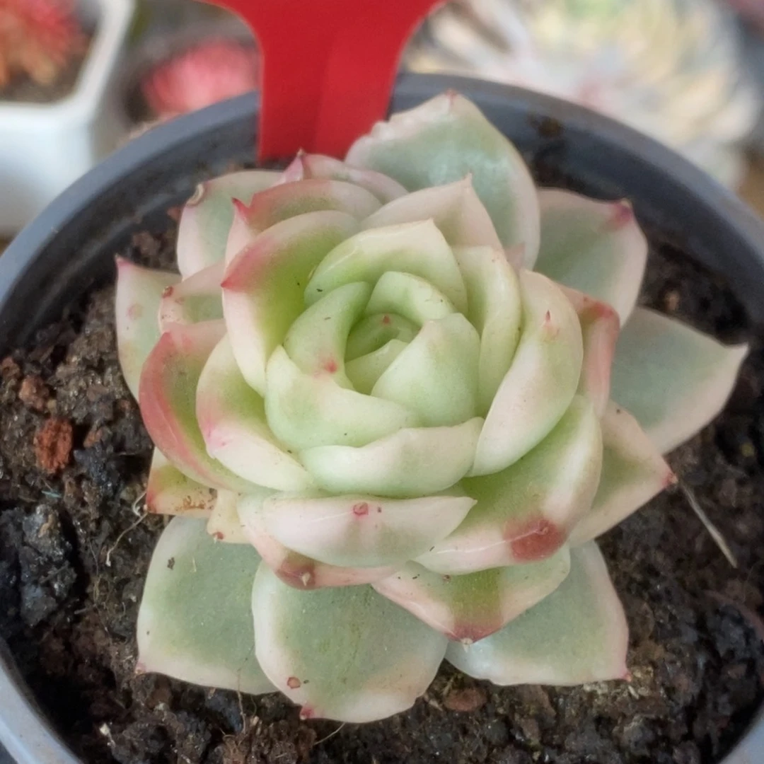 138碧浪锦锦锦锦锦锦