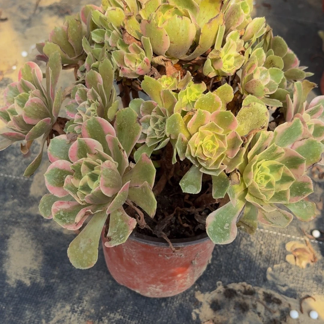 554多肉植物捧花的