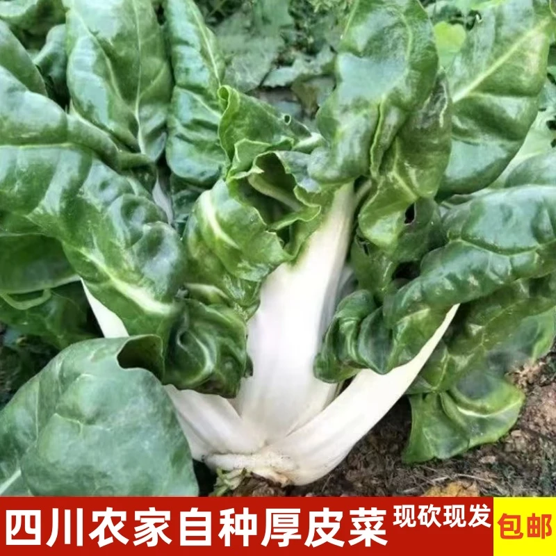 四川农家特产牛皮菜新鲜厚皮菜蔬菜瓢儿菜莙荙菜整棵发货现摘