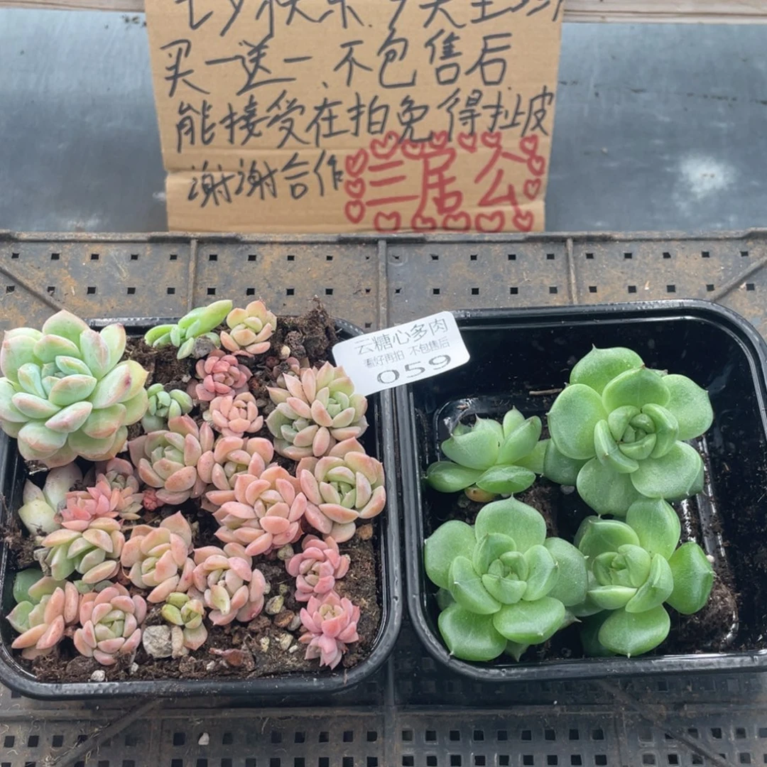 云糖心多肉植物59