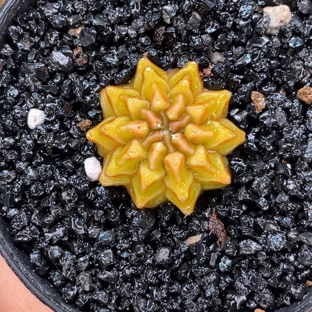 黄金梦 米哈仙人球