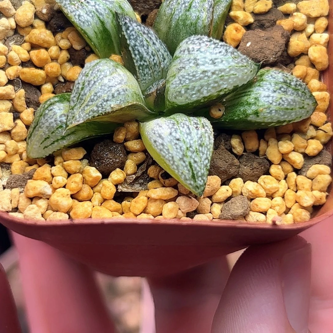 娜塔莉锦十二卷多肉植物