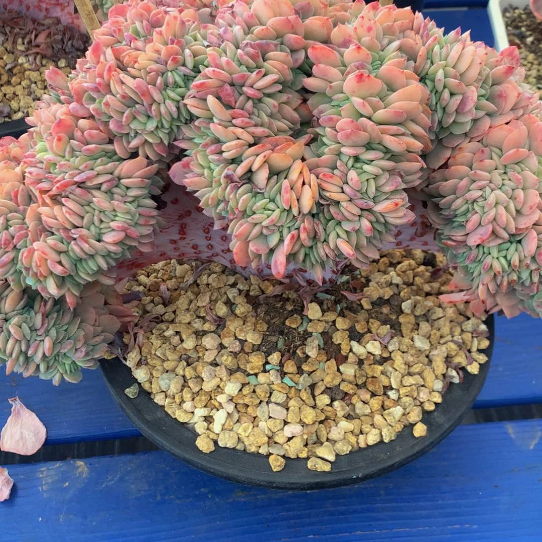 安*海棠花缀11111111111